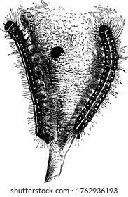 The American tent-caterpillar, construct silk tents in the branches of its host trees. Its body is covered with setae and has distinctive stripes and spots, vintage line drawing or engraving.