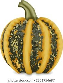 American Tonda pumpkin or Americana Tonda squash. Winter squash. Cucurbita pepo. Fresh, organic, raw fruits and vegetables. Isolated vector illustration.