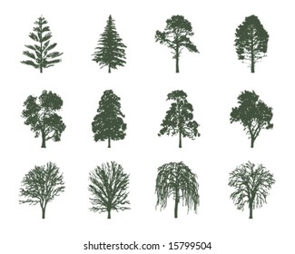 American trees vector illustration