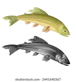American trout (Oncorhynchus mykiss)  salmon-predatory fish natural and as wrought metal  vintage vector illustration editable hand draw