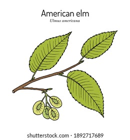 American, or water elm (Ulmus americana) the official state tree of North Dakota. Botanical hand drawn vector illustration