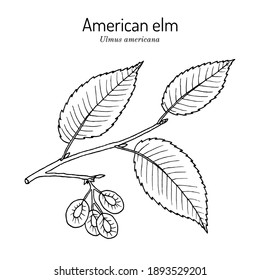 American, or water elm (Ulmus americana) the official state tree of North Dakota. Botanical hand drawn vector illustration