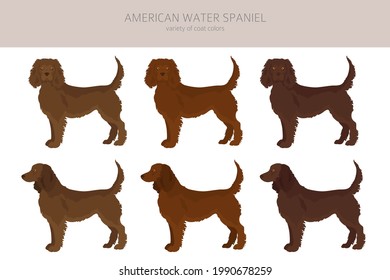 American water spaniel all colours clipart. Different coat colors and poses set.  Vector illustration