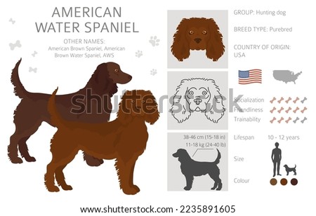 American water spaniel all colours clipart. Different coat colors and poses set.  Vector illustration