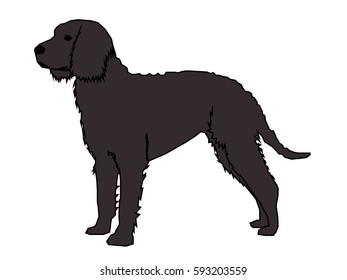 American Water Spaniel Dog Vector