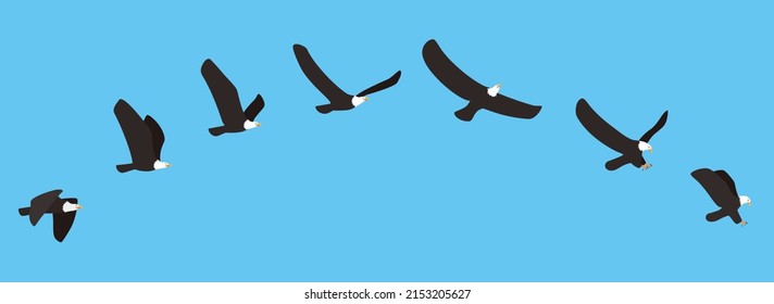 American white eagle flying and catching process, vector illustration