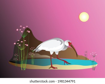 American white ibis against the backdrop of the lake, coastal plants and mountains in the distance at night. Vector drawing. 