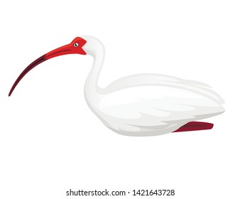 American white ibis flat vector illustration cartoon animal design white bird with red beak on white background side view