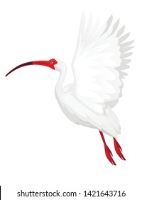 American white ibis flying flapping his wings flat vector illustration cartoon animal design white bird with red beak on white background side view