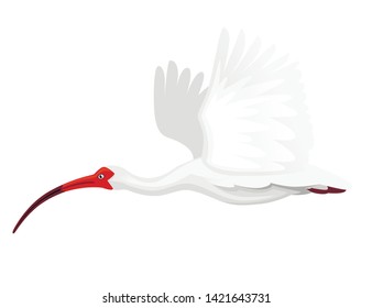 American white ibis flying flapping his wings flat vector illustration cartoon animal design white bird with red beak on white background side view