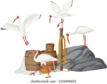 American white ibis group illustration