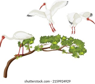 American white ibis group on a tree illustration