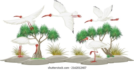 American white ibis group on white background illustration