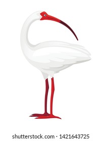 American white ibis head looks back flat vector illustration cartoon animal design white bird with red beak on white background side view