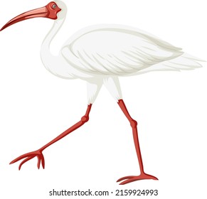 American white ibis isolated illustration