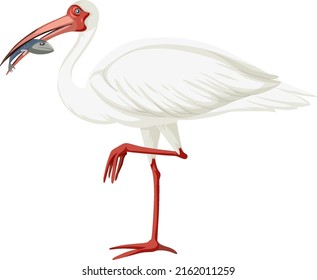 American white ibis isolated illustration