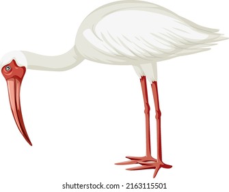 American white ibis isolated illustration