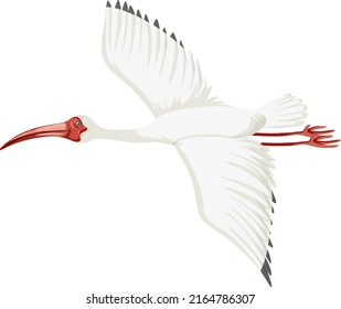 American white ibis isolated illustration