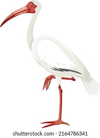 American white ibis isolated illustration