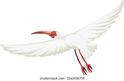 American white ibis isolated illustration