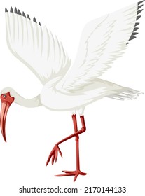 American white ibis isolated illustration