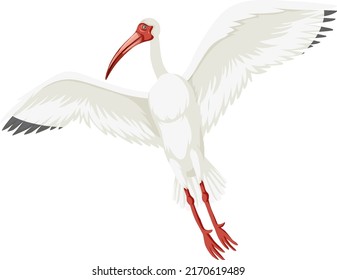 American white ibis isolated illustration