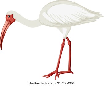 American white ibis isolated illustration