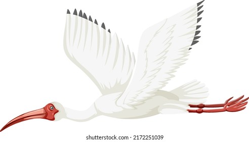 American white ibis isolated illustration