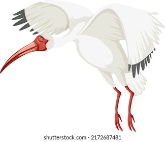 American white ibis isolated illustration