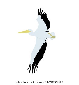 The American white pelican, Pelecanus erythrorhynchos is one of the largest North American birds. It is a aquatic soaring bird that has nine feet wing span