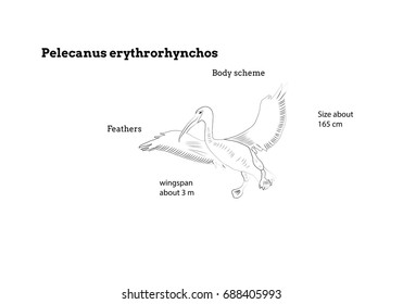 The American white pelican (Pelecanus erythrorhynchos) illustration