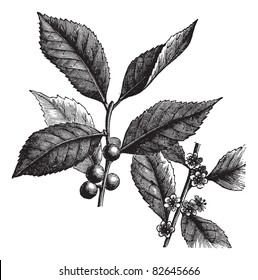 American Winterberry, Ilex verticillata, Black Alder Winterberry, Brook Alder,  Canada holly, Coralberry, Deciduous Holly, False alder, Fever bush or Inkberry...  Trousset encyclopedia 1886 - 1891