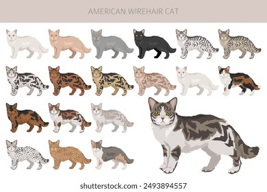 In: American Wirehair Cat Clipart. Alle Fellfarben gesetzt.  Alle Eigenschaften der Katzenrasse Infografik. Vektorillustration