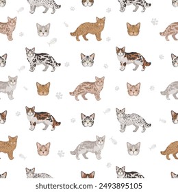 American Wirehair cat seamless pattern. All coat colors set.  All cat breeds characteristics infographic. Vector illustration