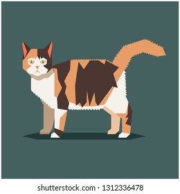 American Wirethair Cat Breed on white background