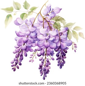 American Wisteria   Watercolor floral arrangements with beautiful Wisteria frutescens flower, Watercolor floral bouquet.