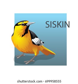 American Yellow-bellied Siskin. Vector illustration. Realistic style. 