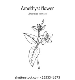 Amethyst flower or bush violet (Browallia speciosa), medicinal and ornamental plant. Hand drawn botanical vector illustration