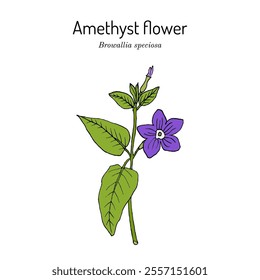 Amethyst flower or bush violet (Browallia speciosa), medicinal and ornamental plant. Hand drawn botanical vector illustration