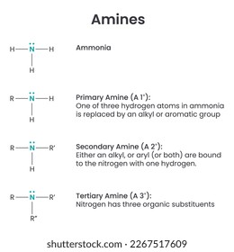 Amines Biochemistry Functional Group science vector illustration infographic
