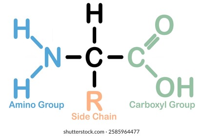 Amino acid chemical structure with function group details