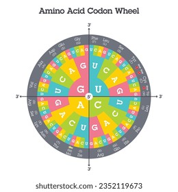 Amino Acid Codon Table genome sciences vector graphic