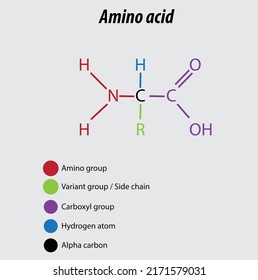Amino acid labeled diagram vector illustration drawing biochemistry carboxyl group amino groups are shown