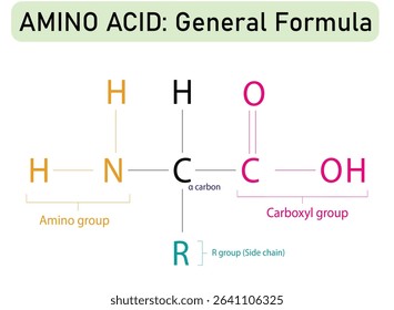 Amino acid labeled diagram vector illustration drawing biochemistry carboxyl group amino groups 