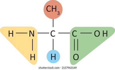 Amino Acid Structural Formula Vector Illustration Stock Vector (Royalty ...