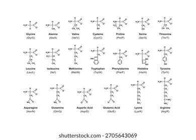 Amino Acid Types Science Design. Vector Illustration.