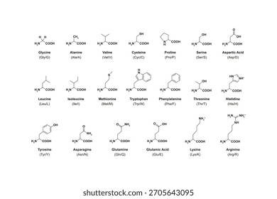 Amino Acid Types Science Design. Vector Illustration.