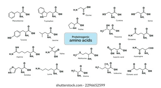 Amino acids. Chemical formulas for alanine, valine, isoleucine, proline, serine, threonine, methionine, asparagic acid, asparagine, glutamic acid, glutimin, lysine, histidine, tryptophan. vector