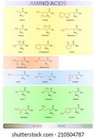 Amino Acids Colorful Clear Table Vector Illustration