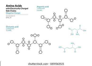 Amino Acids with Electrically Charged Side Chains. Aspartic and Glutamic Acids. Structural Chemical Formula and Line Model of Molecule. Vector Illustration 